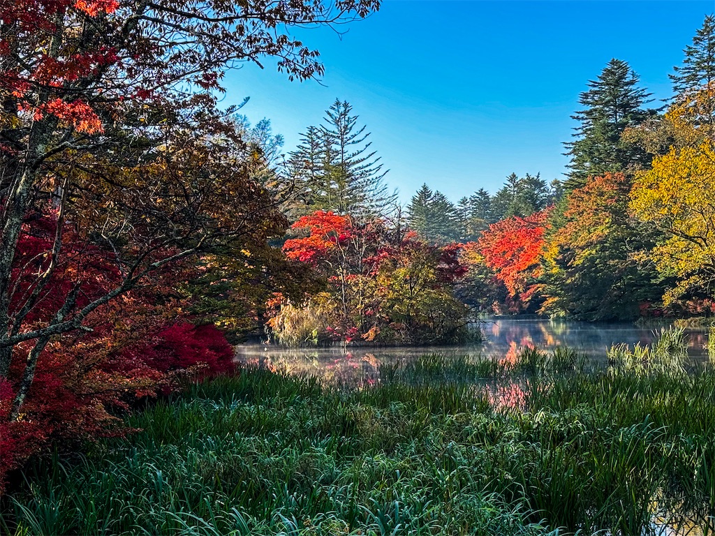 遅い紅葉と、グローバル投資マネーと、経営への進化圧 - THE RUNNING 走ること 経営すること