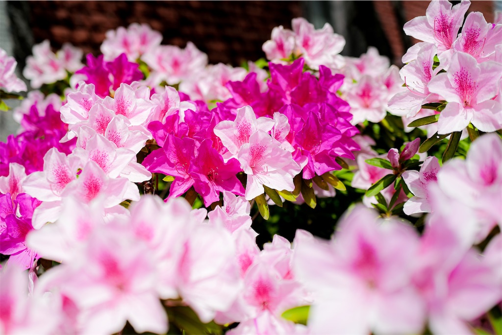 f:id:runavant:20250420133421j:image