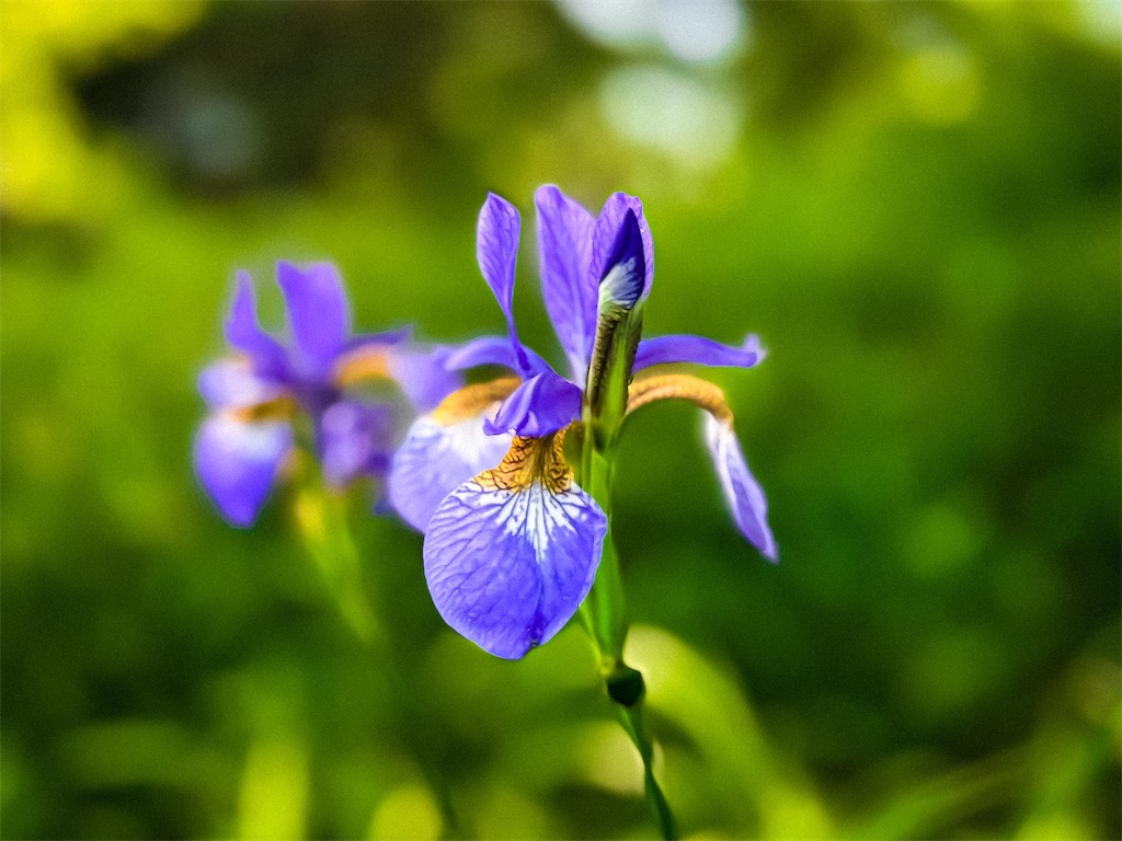 f:id:runavant:20250622112357j:image