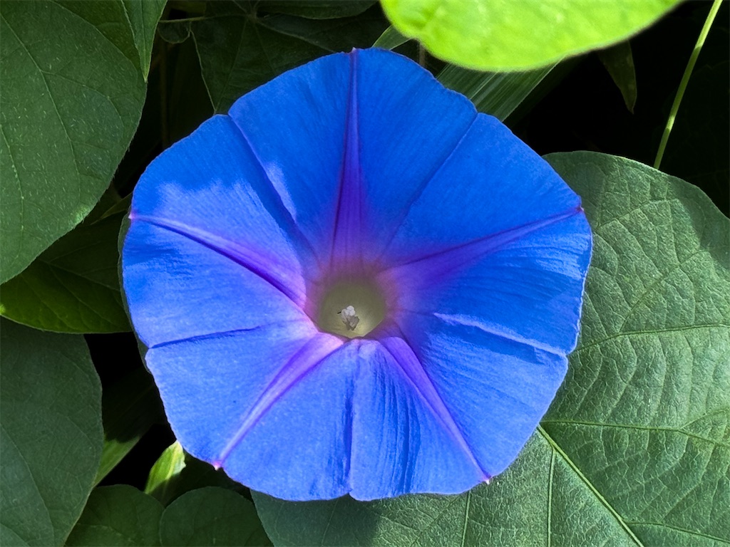 f:id:runavant:20260809114021j:image