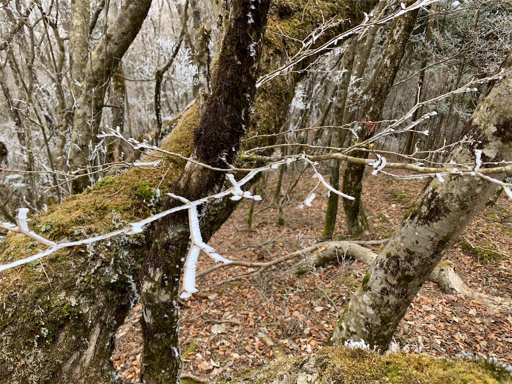 f:id:rungraph:20200301200031j:image