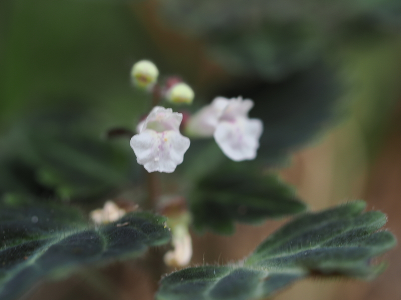 2025散歩㊱……コフタバラン、クジュウナミキ、アキタスズムシソウ