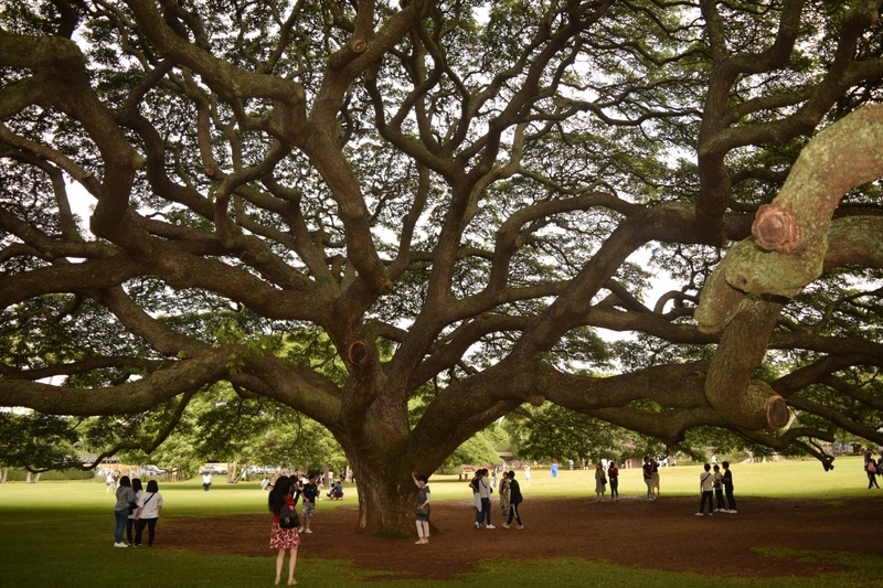 f:id:runners-honolulu:20190125235415j:plain f:id:runners-honolulu:20190125235415j:plain