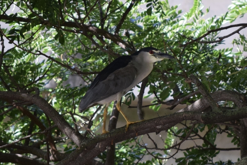 f:id:runners-honolulu:20190126001447j:plain f:id:runners-honolulu:20190126001447j:plain