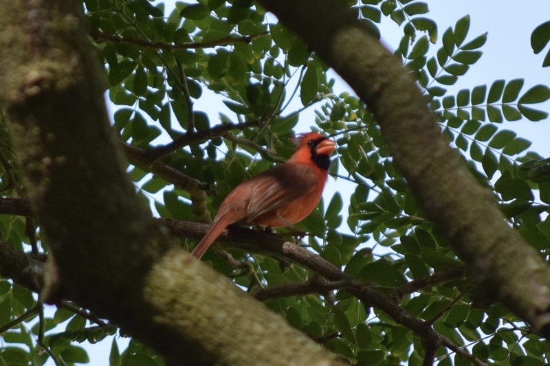f:id:runners-honolulu:20190126002359j:plain f:id:runners-honolulu:20190126002359j:plain