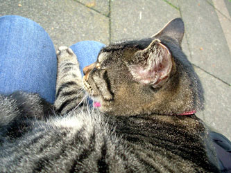 f:id:runningwater:20161205212348j:plain