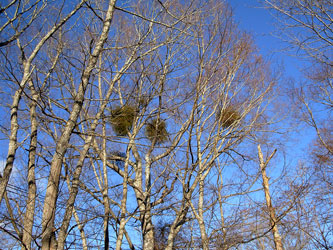 f:id:runningwater:20161218235202j:plain