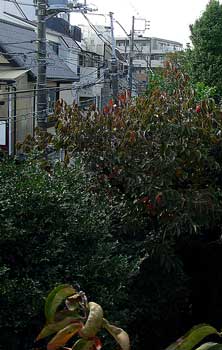 f:id:runningwater:20181113025213j:plain f:id:runningwater:20181113025213j:plain