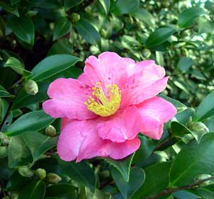 f:id:runningwater:20181113025530j:plain f:id:runningwater:20181113025530j:plain