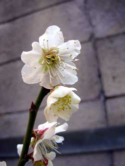 f:id:runningwater:20190224034237j:plain