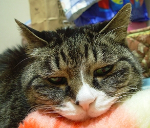 f:id:runningwater:20200215144502j:plain