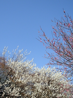 f:id:runningwater:20200224213849j:plain f:id:runningwater:20200224213849j:plain