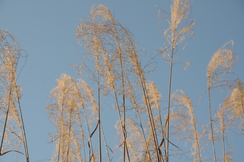 f:id:runout10m:20111103132638j:image