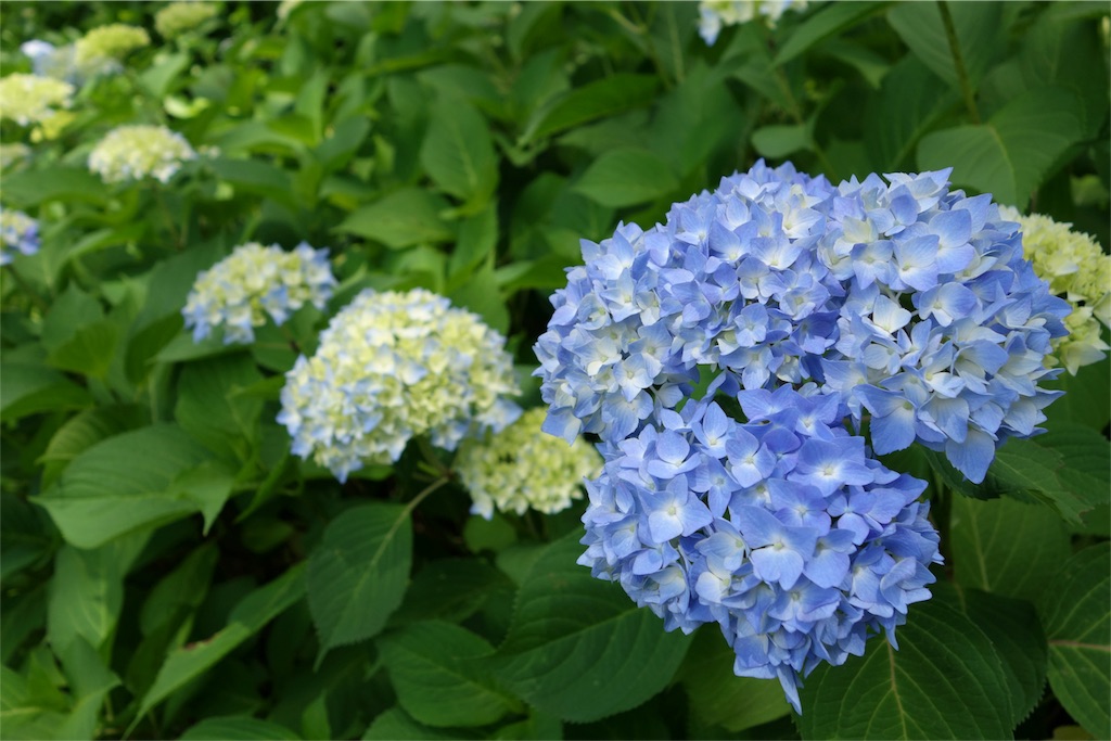 f:id:runrunruuun:20170608145658j:image f:id:runrunruuun:20170608145658j:image