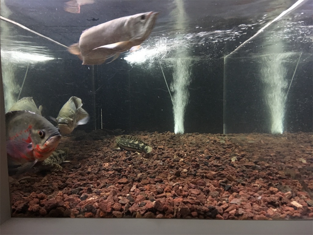 金欠パパの四畳半アクアリウム
