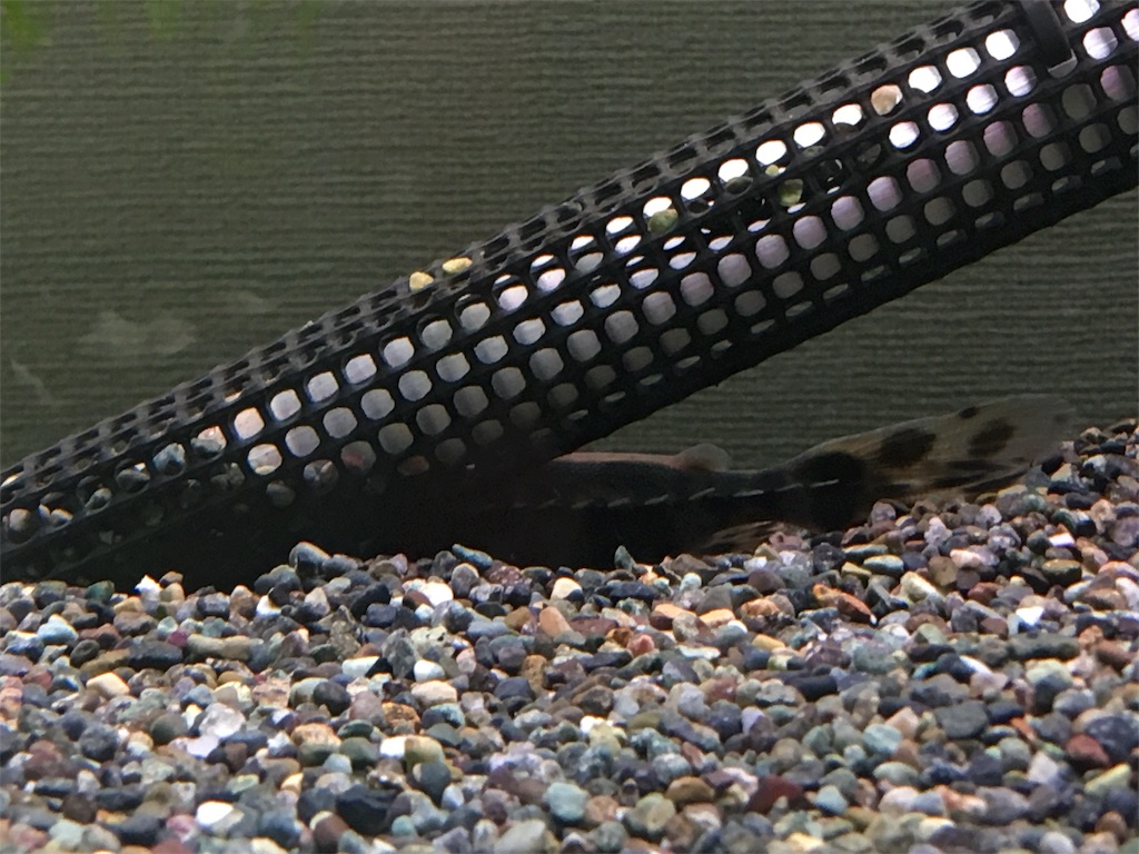 f:id:runx9922:20190121114058j:image f:id:runx9922:20190121114058j:image