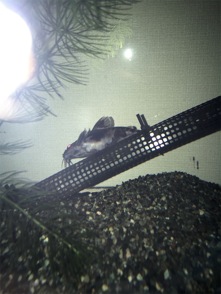 f:id:runx9922:20190121114557j:image f:id:runx9922:20190121114557j:image