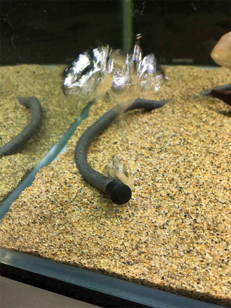 f:id:runx9922:20190219063127j:image