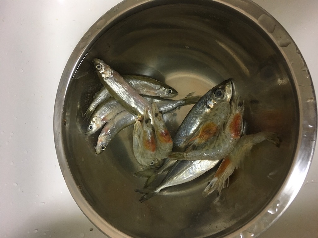 f:id:runx9922:20190508175500j:image