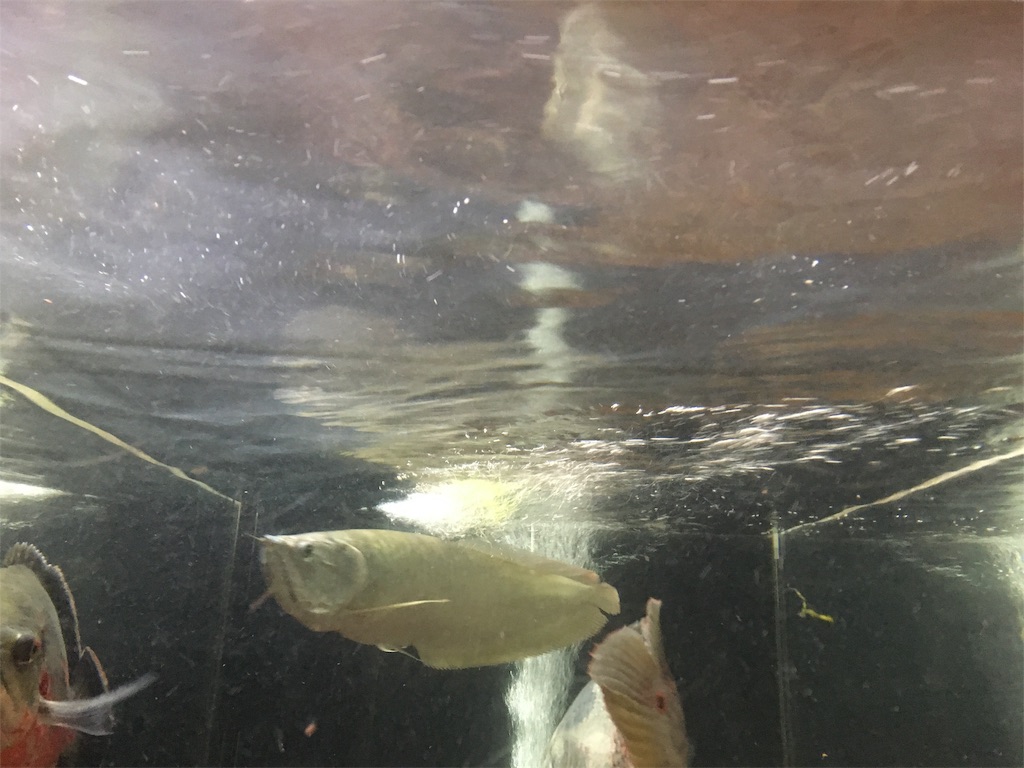 f:id:runx9922:20190508180523j:image