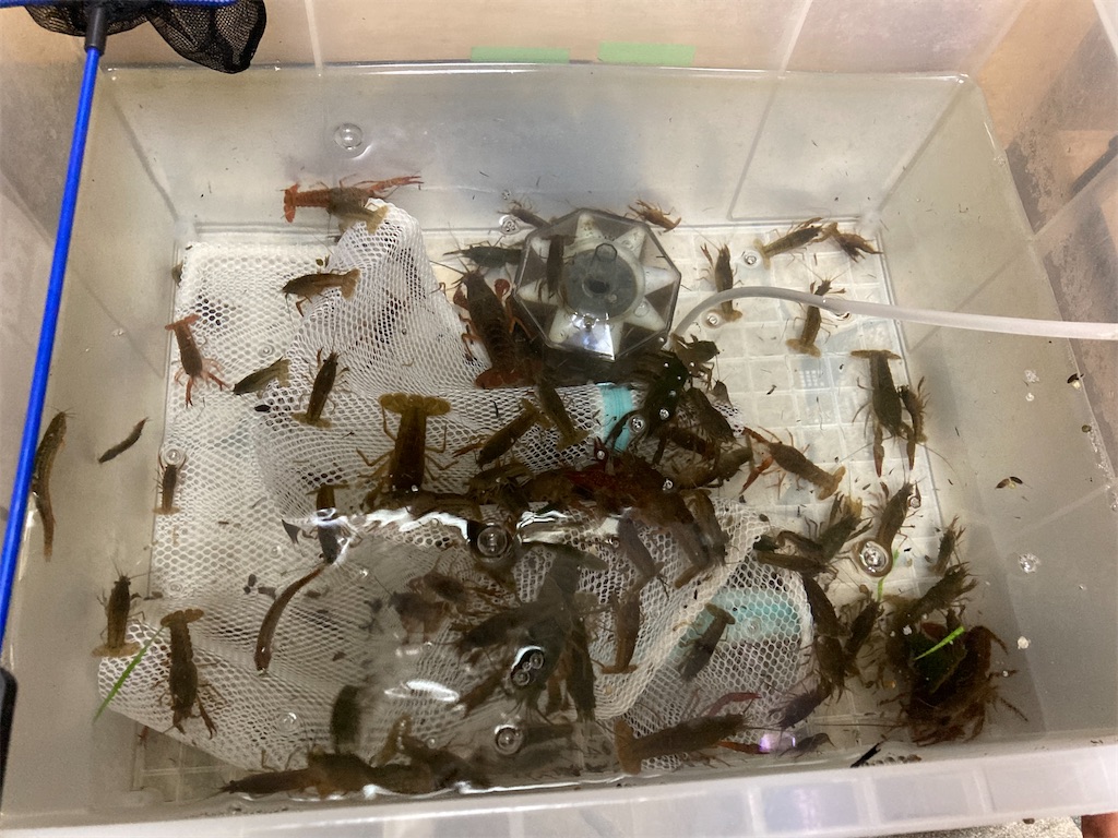 十分大型魚！オスカーの飼い方や飼育環境について - 金欠パパの四畳半