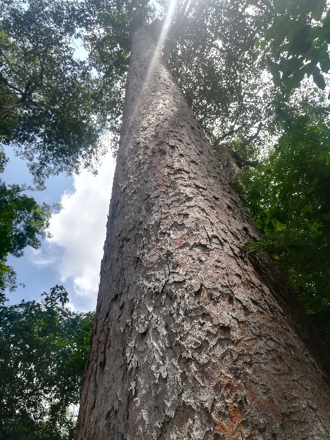 f:id:rupannzasann:20180506075928j:image