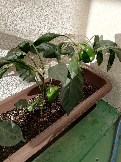 f:id:rupannzasann:20180913074419j:image