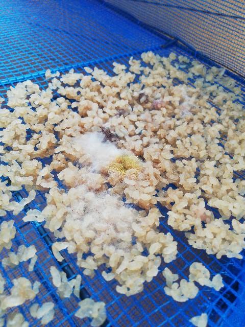 f:id:rupannzasann:20180926104003j:image