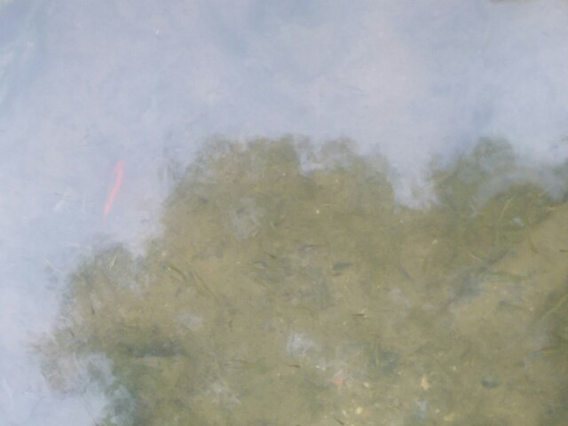 f:id:rupannzasann:20200506102757j:image