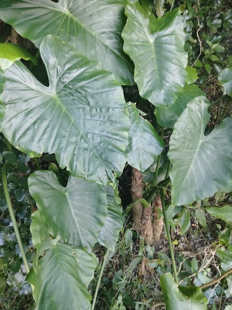 f:id:rupannzasann:20230107105544j:image f:id:rupannzasann:20230107105544j:image