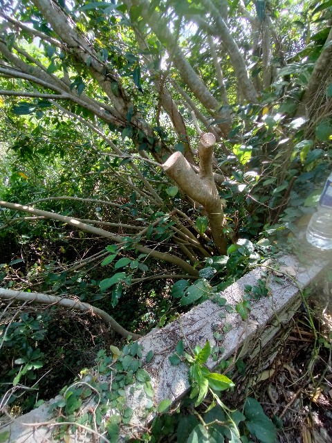 f:id:rupannzasann:20240520061821j:image f:id:rupannzasann:20240520061821j:image