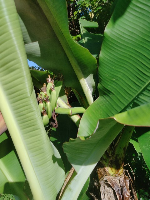 f:id:rupannzasann:20240708072415j:image