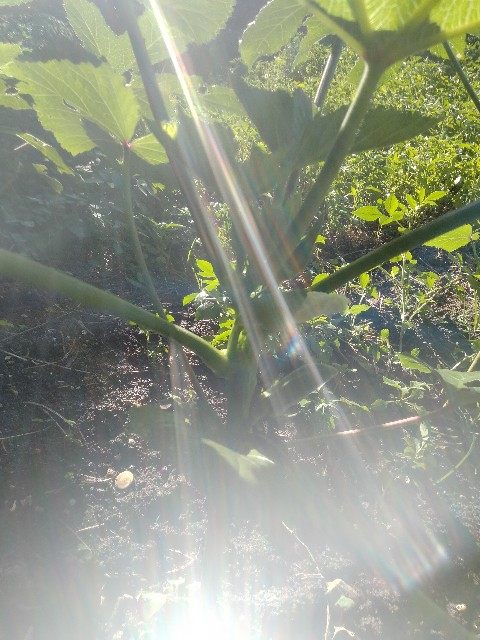 f:id:rupannzasann:20240708072430j:image