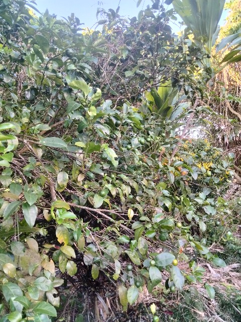 f:id:rupannzasann:20240818080032j:image f:id:rupannzasann:20240818080032j:image