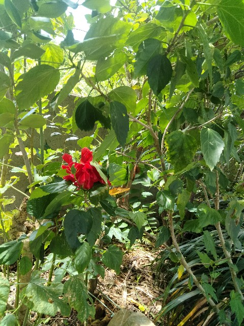f:id:rupannzasann:20240904215619j:image
