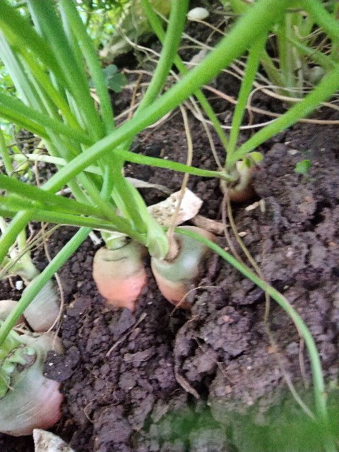 f:id:rupannzasann:20250115195229j:image f:id:rupannzasann:20250115195229j:image