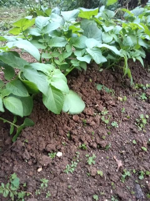 f:id:rupannzasann:20250219092238j:image