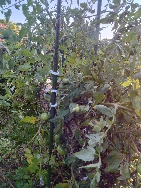 f:id:rupannzasann:20250323133325j:image