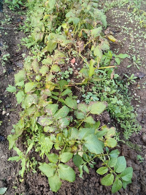 f:id:rupannzasann:20250410120130j:image