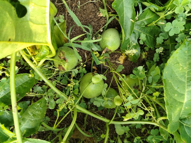 f:id:rupannzasann:20250524081443j:image