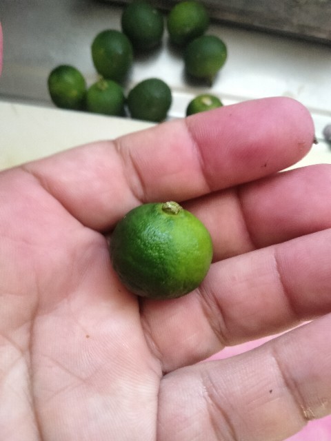 f:id:rupannzasann:20250814074310j:image