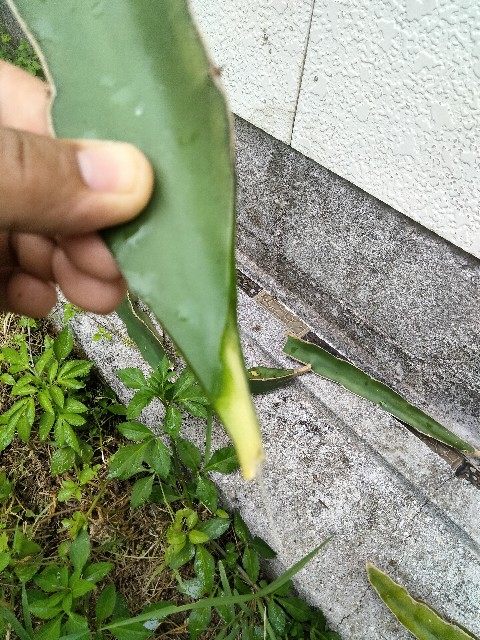 f:id:rupannzasann:20250820073940j:image