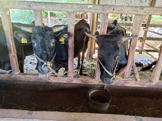 f:id:rupannzasann:20251003150422j:image