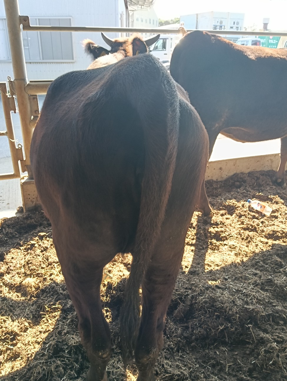 f:id:rupannzasann:20251217192036j:image