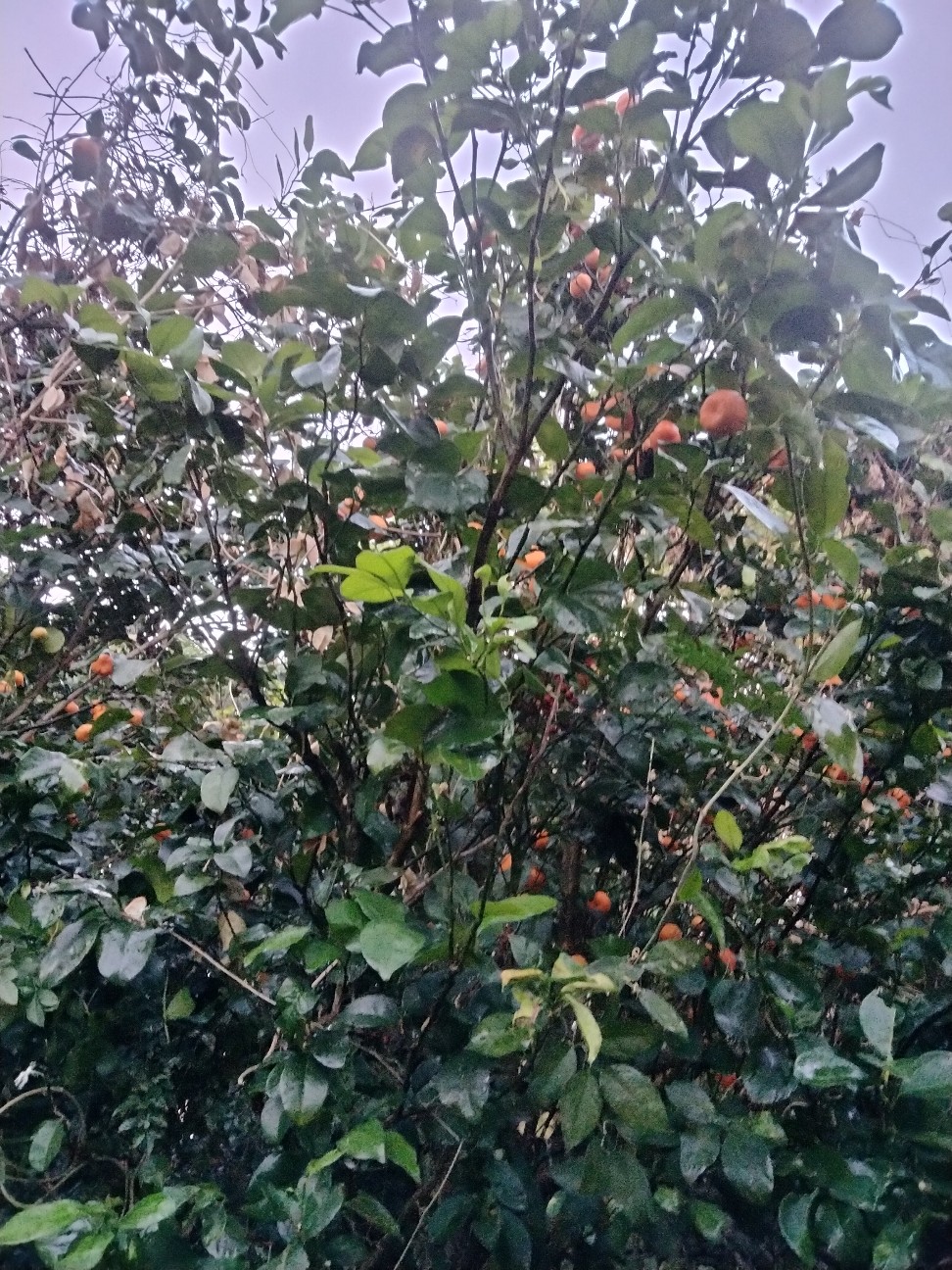 f:id:rupannzasann:20260222125444j:image f:id:rupannzasann:20260222125444j:image