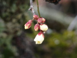f:id:ruphin45:20100213140531j:image