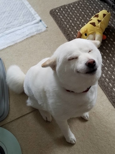 f:id:rupito0218:20200508172821j:plain