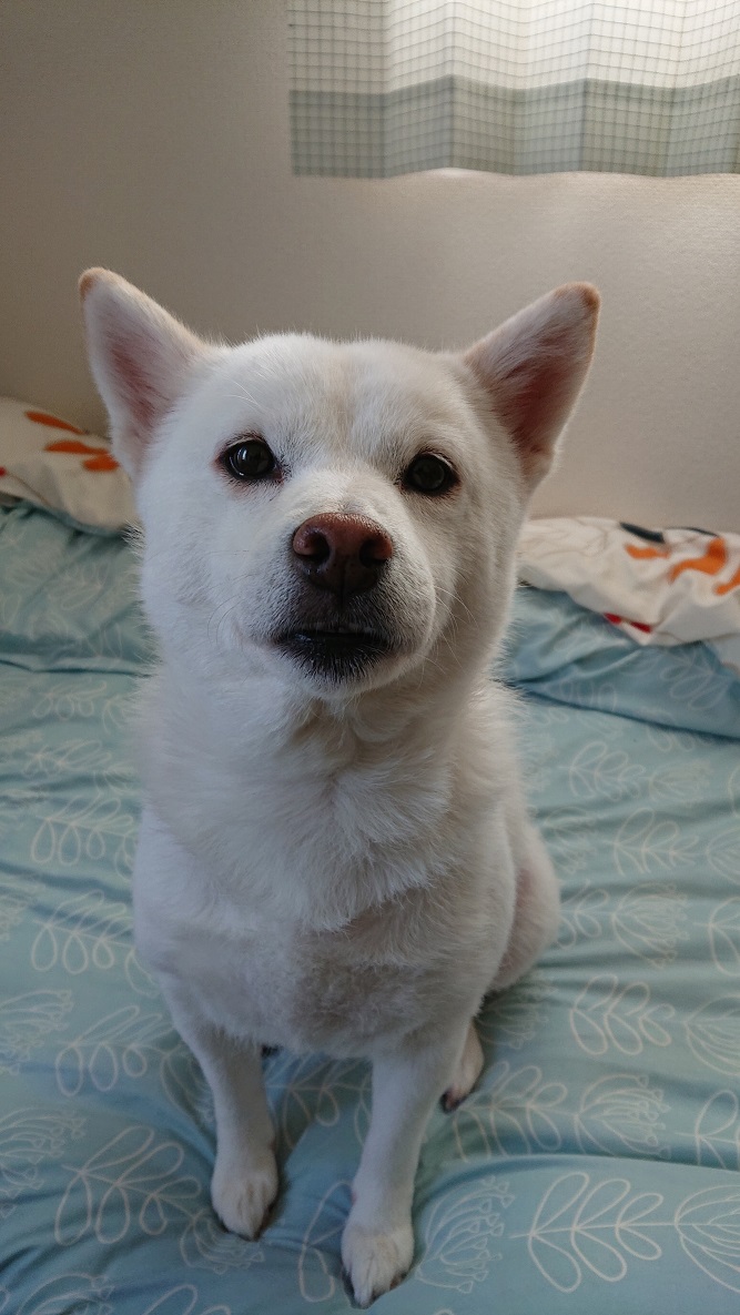 f:id:rupito0218:20200508173533j:plain