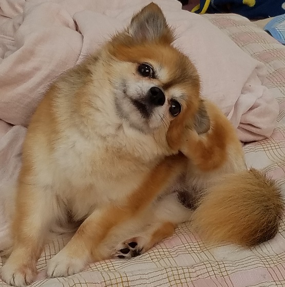 f:id:rupito0218:20200511154442j:plain