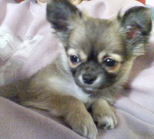 f:id:rupito0218:20200511155621j:plain